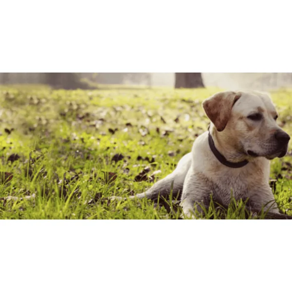 Ocoxin Pets tratamiento oncológico perros gatos 150 ml