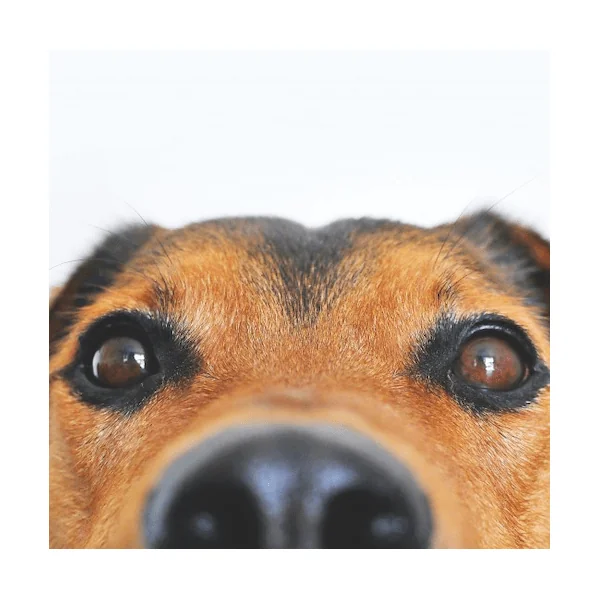 OcuWow perros y gatos sistema ocular 250 mg 36 comprimidos
