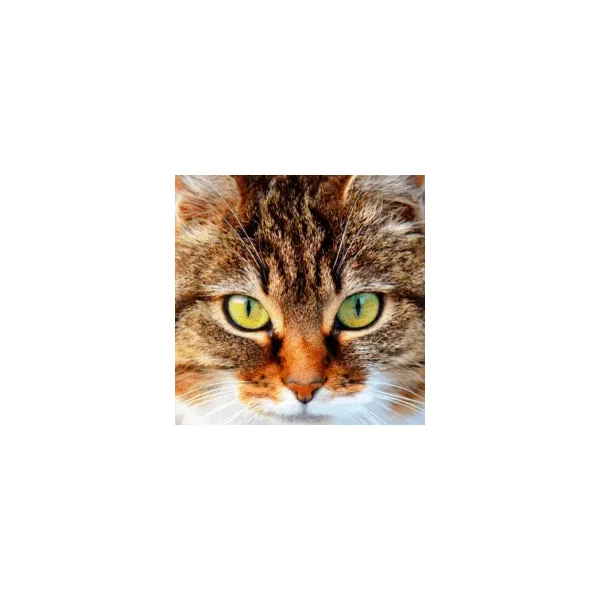 OcuWow perros y gatos sistema ocular 250 mg 36 comprimidos