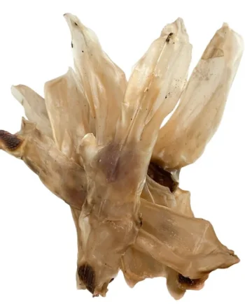 Oreja de Conejo