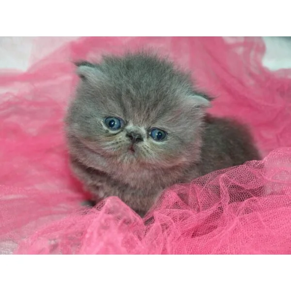 Ownat Classic Kitten gatitos 4 kg