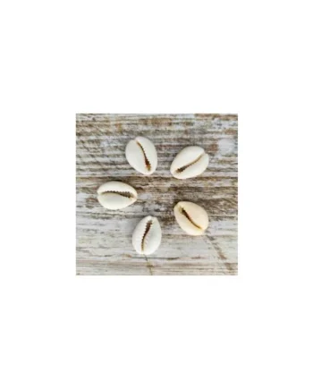 Pack de conchas blancas