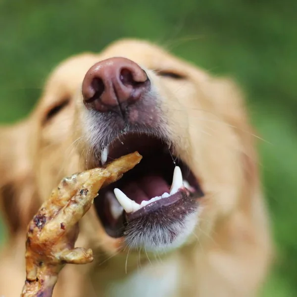 Patas de pollo naturales deshidratadas – snack para perros