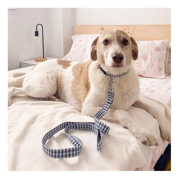 Perro Collar Click Vichy Negro
