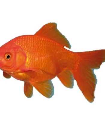 Pez Carpa Naranja