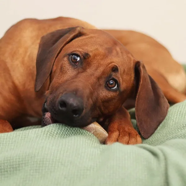 Pezuña de Ternera 100% Natural para Perros – Masticación Duradera y Salud Dental