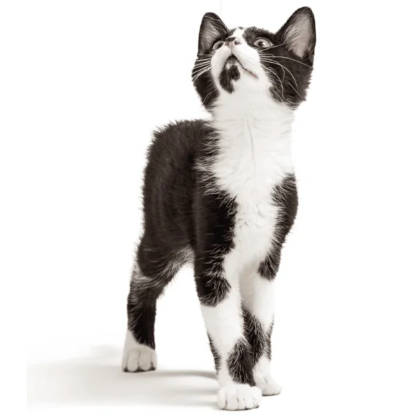 Remend 0.4 ojo seco perros gatos 10 ml