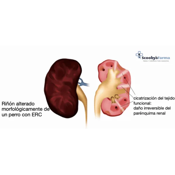 Renal N insuficiencia renal perros gatos 70 g