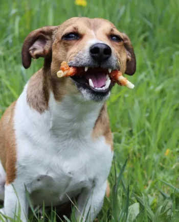 Rollito masticable de pollo para perros