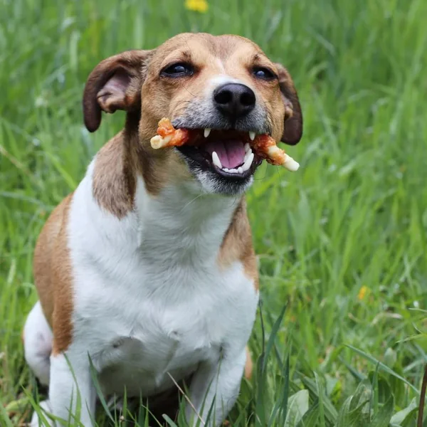 Rollito masticable de pollo para perros