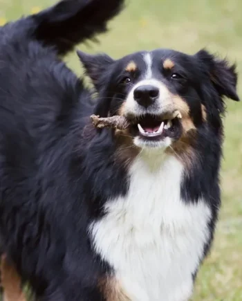 Rollito masticable de ternera y búfalo para perros