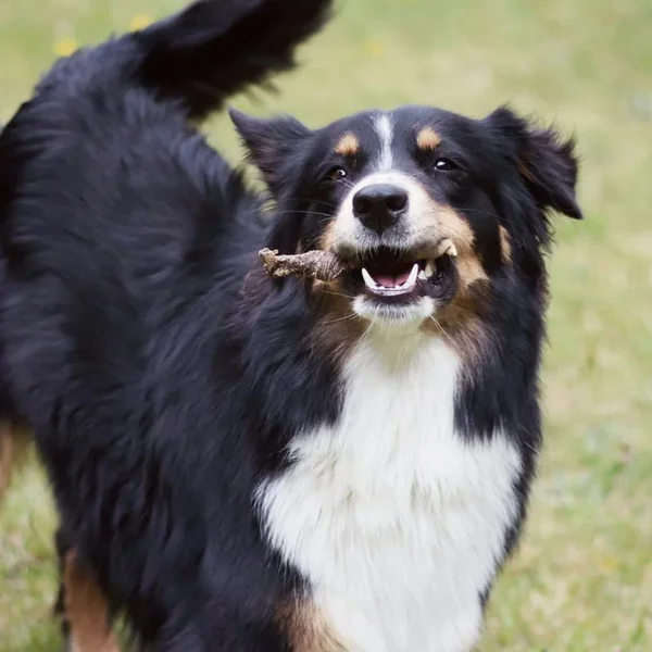 Rollito masticable de ternera y búfalo para perros