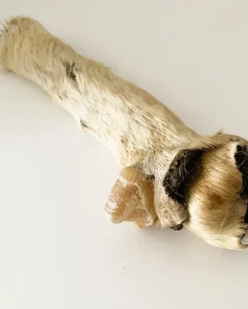 Rollo de piel de vacuno con pezuña