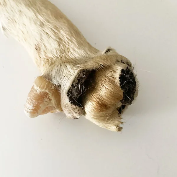 Rollo de piel de vacuno con pezuña