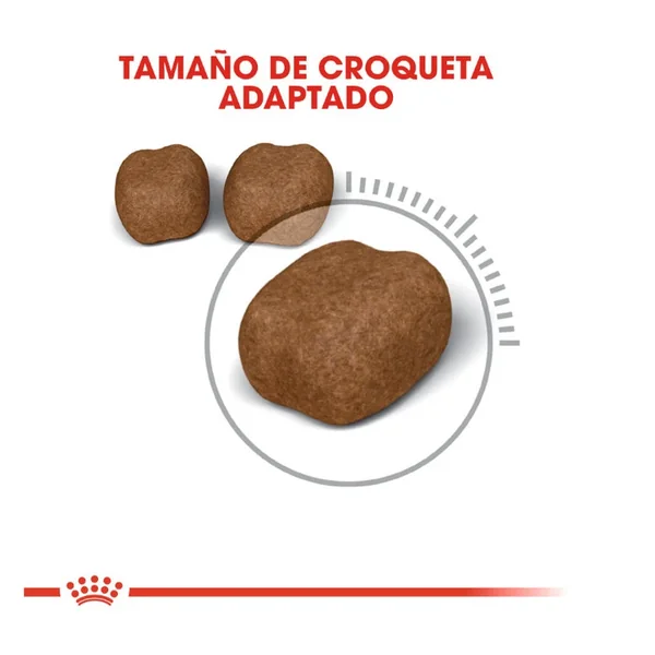 Royal Canin Adult Oral Pienso Para Gatos asequible y de alta calidad disponible ahora.