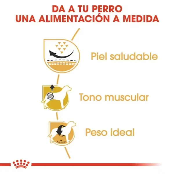 Royal Canin Carlino Pug Pienso para Perros de Raza