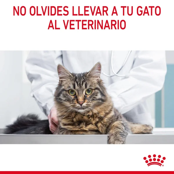 Royal Canin Digestive Care Pienso para Gatos