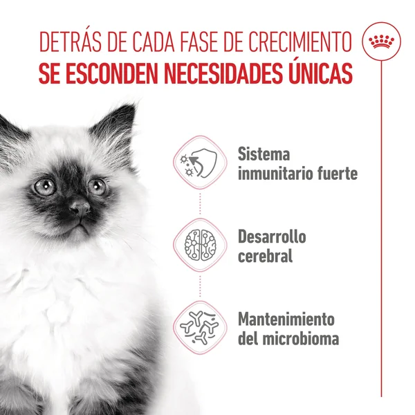 Royal Canin Kitten Pienso para Gatitos