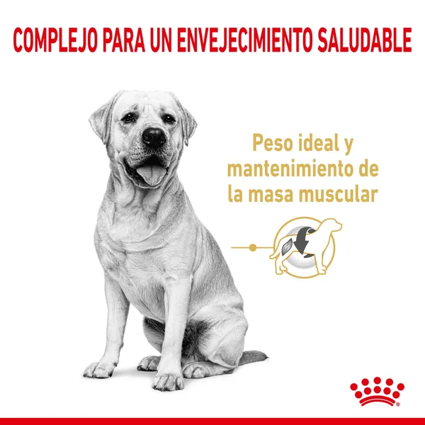 Royal Canin Labrador Retriever Ageing 5+ Pienso para Perros de Raza