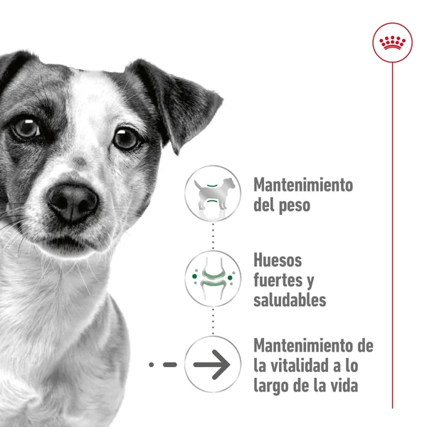 Royal Canin Mini Ageing+12 Pienso para Perros Senior
