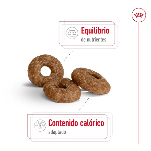 Royal Canin Mini Ageing+12 Pienso para Perros Senior