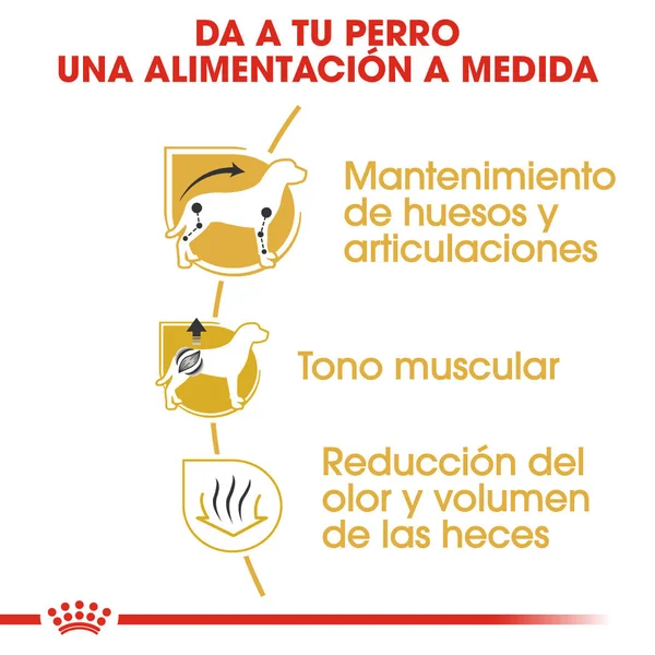 Royal Canin Teckel Dachsund Adulto Pienso para Perros de Raza