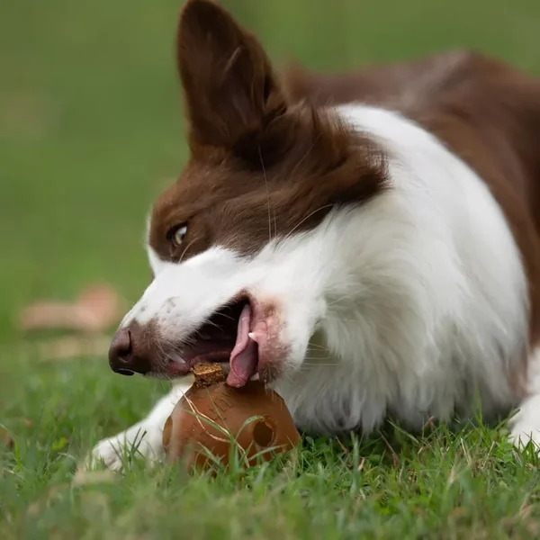 Rub Stick Dental de Pato para Cachorros