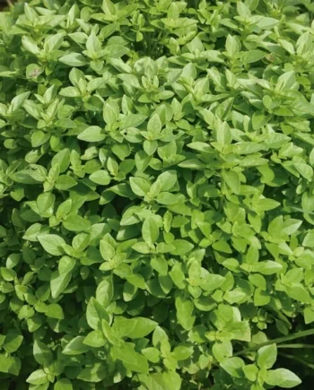 Semillas de Albahaca