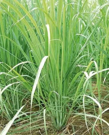 Semillas de Citronela