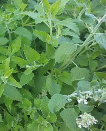Semillas de Menta de Gato Limón