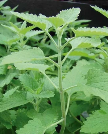 Semillas de Menta de Gato