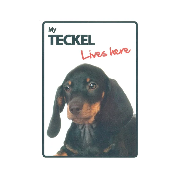 Señal A5 'Teckel - Lives Here'