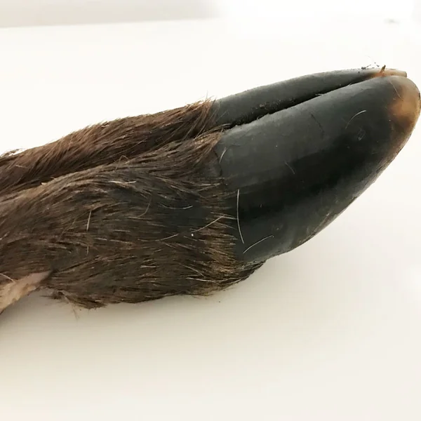 Snack Natural de Pata de ciervo XL con pelo