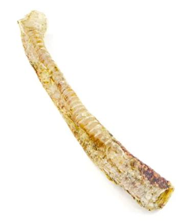 Snack natural de tráquea gigante
