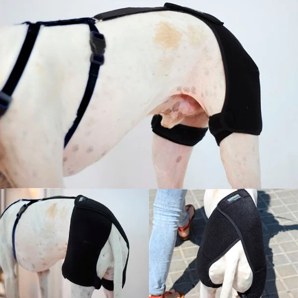 Soporte de Cadera para Perros | Por Tallas