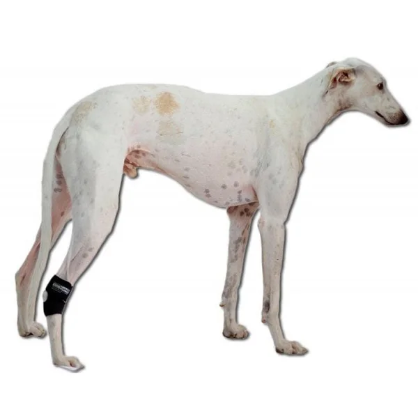Soporte de Tarso para Perros Adaptable | Por Tallas