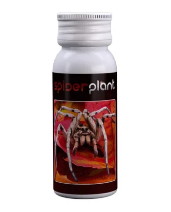 Spider Plant Agrobacterias - Recuperador de Plantas