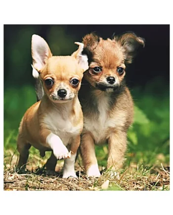 Tarjeta 2 Chihuahuas