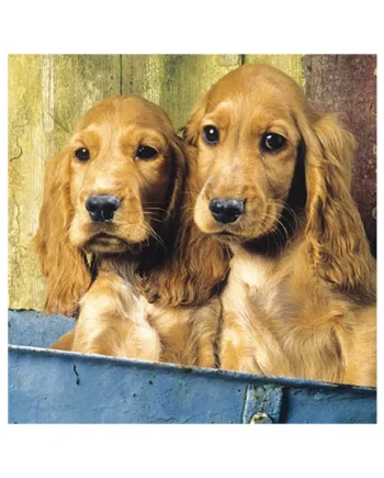 Tarjeta 2 Cockers Spaniel