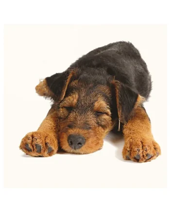 Tarjeta Airedale Durmiendo