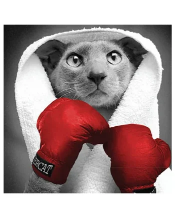 Tarjeta B/N Gato Guantes Boxeo