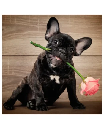 Tarjeta Bulldog Francés con Rosa