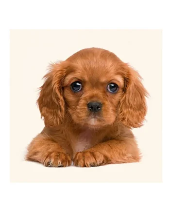 Tarjeta Cachorro Cavalier Rubí