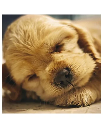Tarjeta Cachorro Cocker Durmiendo