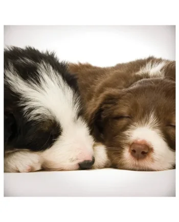Tarjeta Cachorros Border Collie