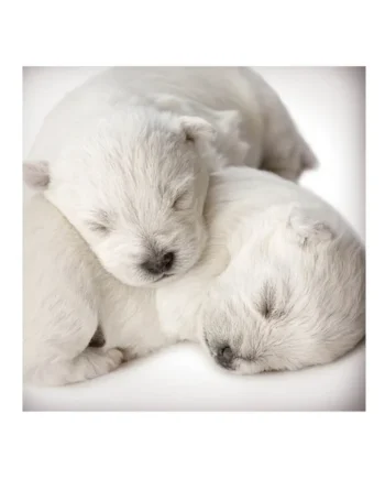 Tarjeta Cachorros Durmiendo
