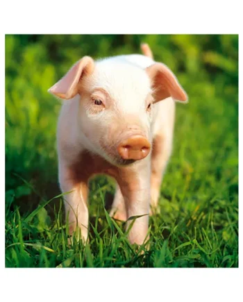 Tarjeta Cerdito en Hierba
