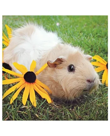 Tarjeta Cobaya con Flores