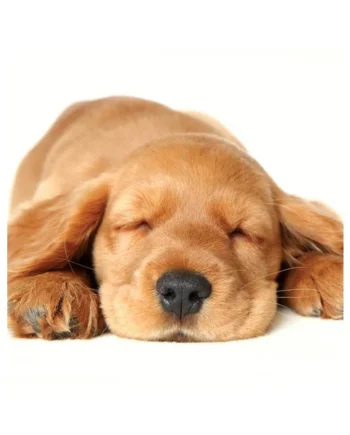 Tarjeta Cocker Durmiendo