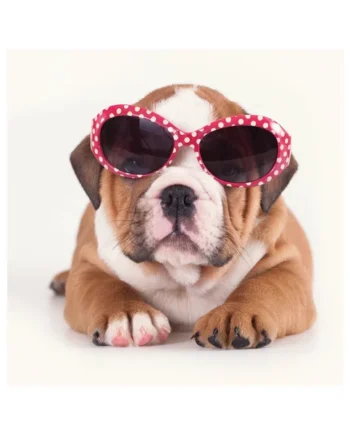 Tarjeta Fashion Bulldog con Gafas de Sol